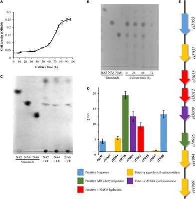 Characterization of Agarolytic Pathway in a Terrestrial Bacterium Cohnella sp. LGH